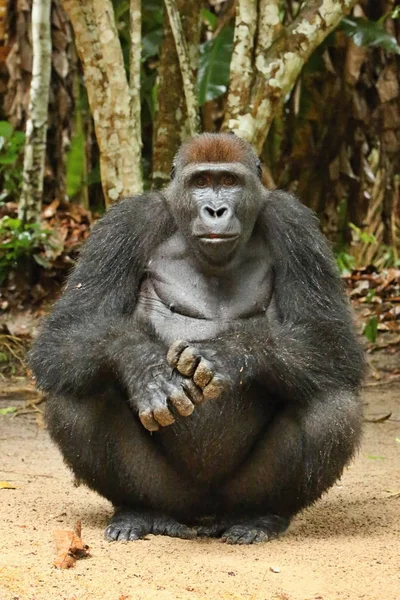 Gefährdeter Östlicher Gorilla Auf Dem Grünen Grasland Silberrücken Männchen Gorilla — Stockfoto