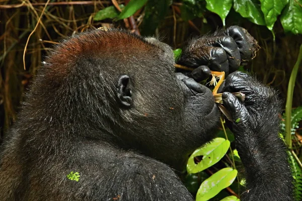 Gefährdeter Östlicher Gorilla Auf Dem Grünen Grasland Silberrücken Männchen Gorilla — Stockfoto