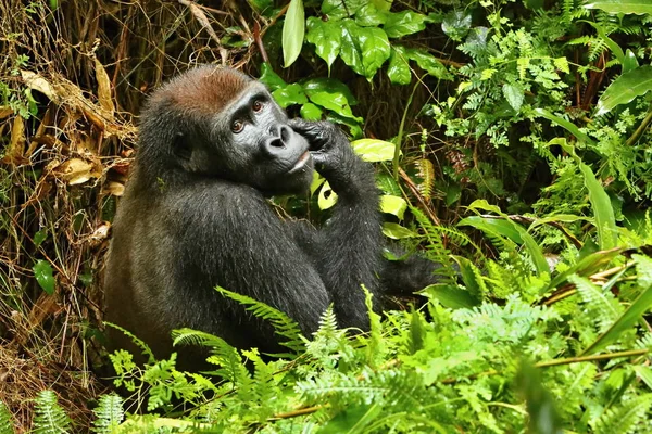 Zagrożonych Goryl Wschodni Użytki Zielone Samiec Goryla Gorilla Beringei Rzadkich — Zdjęcie stockowe