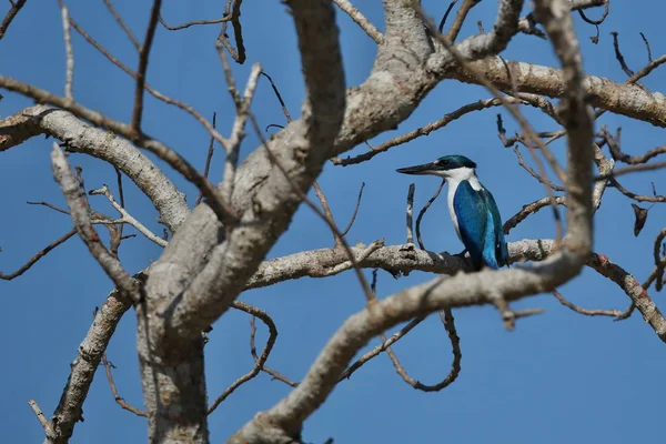 Pájaro sentado en rama de árbol —  Fotos de Stock
