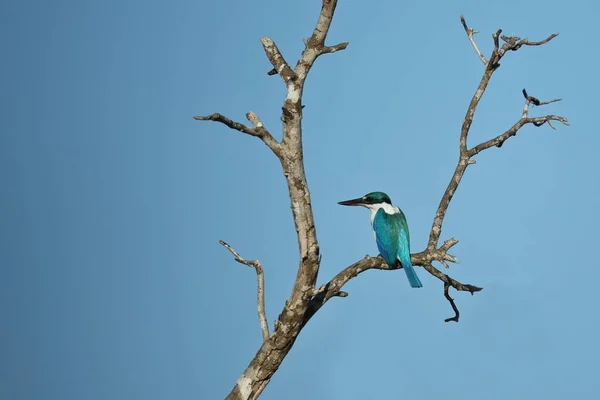 Pájaro sentado en rama de árbol —  Fotos de Stock