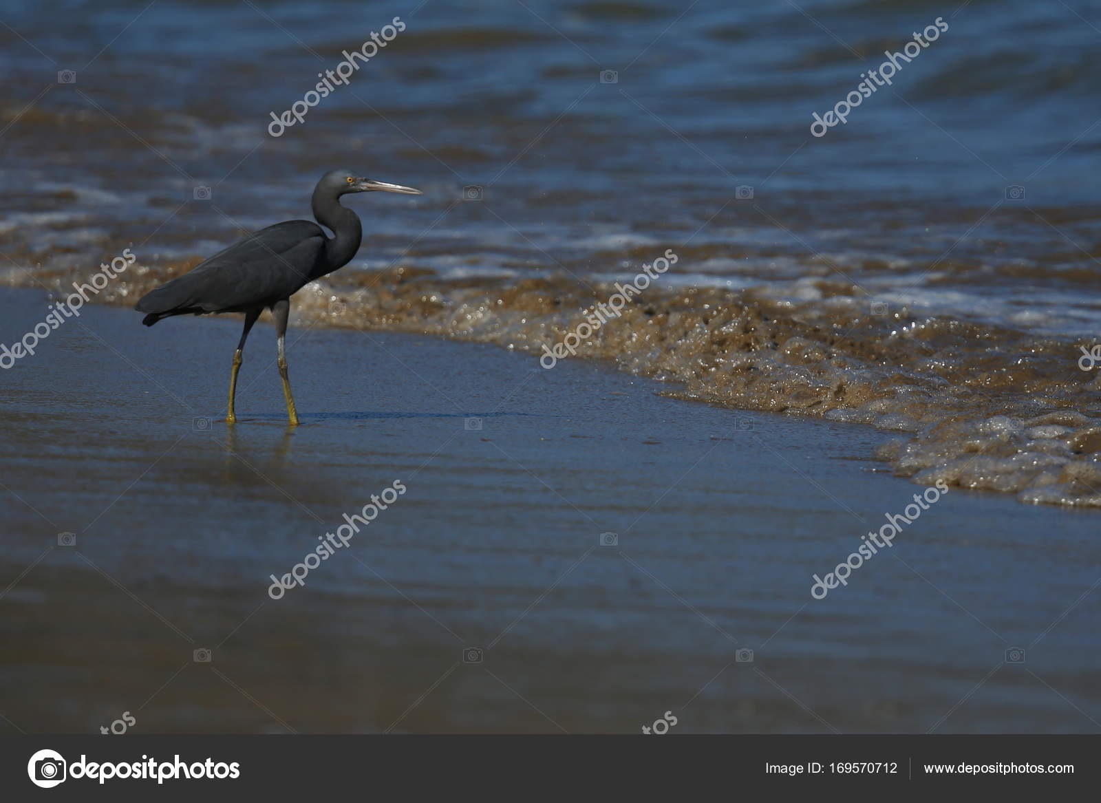 Oiseau Noir Au Bord De Mer Photographie Photocech 169570712