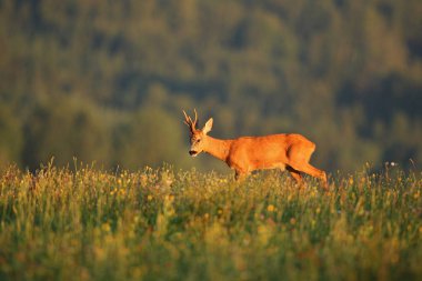 Gün batımı yeşil alan fawn