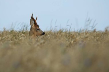 Geyik buğday alanında