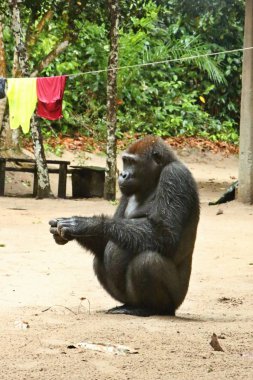 Yeşil otlak, gümüş sırtlı erkek, goril beringei, nadir Afrika hayvan nesli tehlike altında olan Doğu goril. 