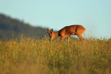 Gün batımı yeşil alan fawn
