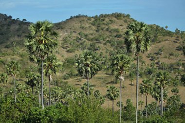 yeşil tepeler peyzaj