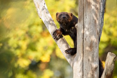 Ağaç gövdesi üzerinde Wolverine