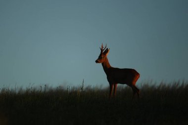 Gün batımı yeşil alan fawn