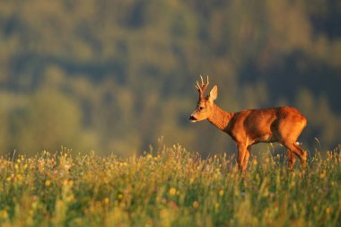Gün batımı yeşil alan fawn