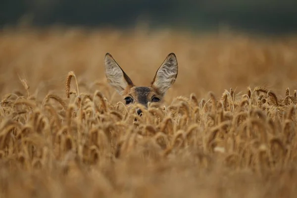 Jeleń na polu pszenicy — Zdjęcie stockowe