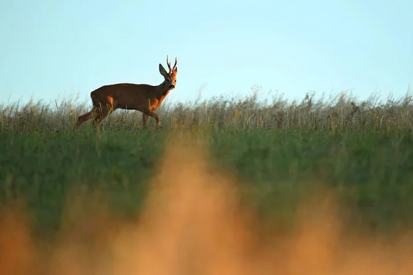 日落时在绿色田野上的小鹿 — 图库照片