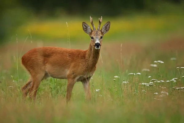 Fawn at green field — Stock Photo, Image