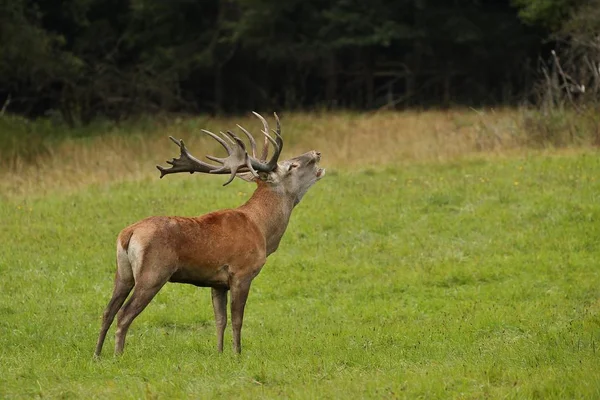 Cerf adulte au pré — Photo