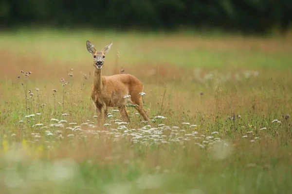 Fawn no campo verde — Fotografia de Stock