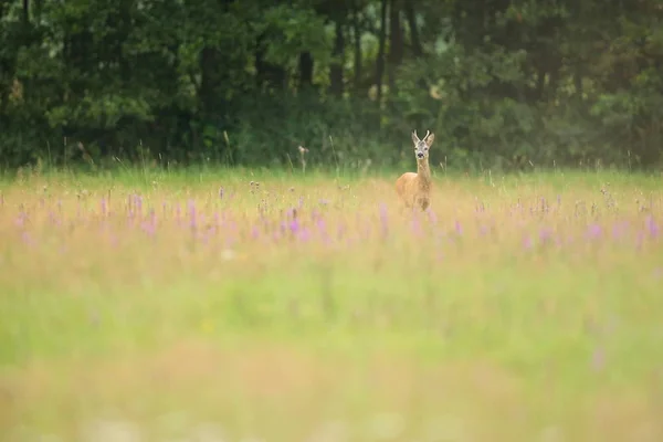 Fawn in groene veld — Stockfoto