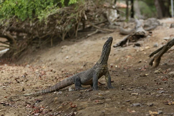 Monitor lizard in nature habitat — Stock Photo, Image