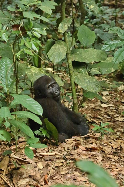 Ohrožené Gorila Východní Krásu Africké Džungle Silverback Rodiny Gorilla Beringei — Stock fotografie