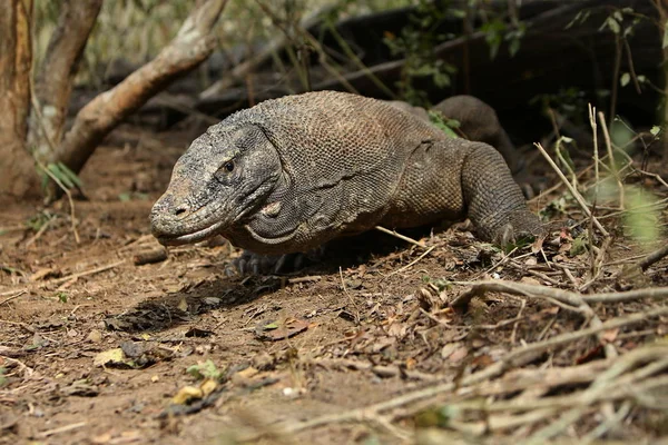 Monitorear lagarto en hábitat natural — Foto de Stock