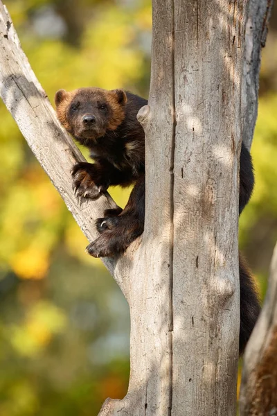 Wolverine en el tronco del árbol — Foto de Stock