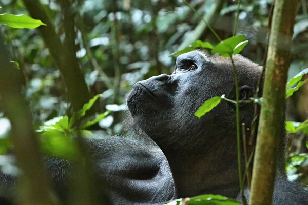 Gorila Oriental Peligro Extinción Prado Verde Dorso Plateado Macho Gorila — Foto de Stock