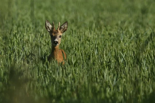 阳光下绿色田野的小鹿 — 图库照片