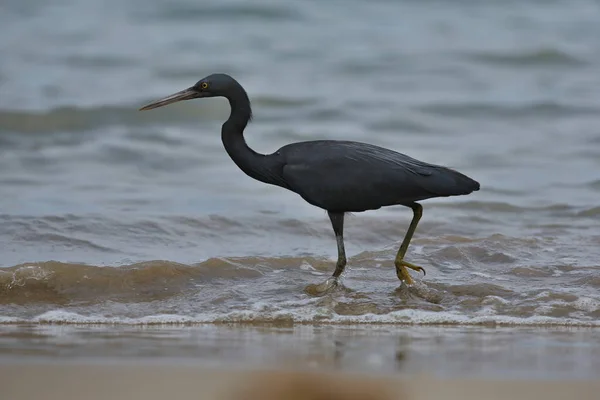 Schwarzer Vogel an der Küste — Stockfoto