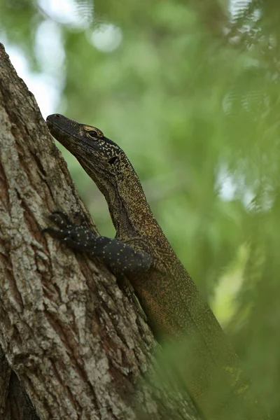 나무에 모니터 도마뱀 — 스톡 사진