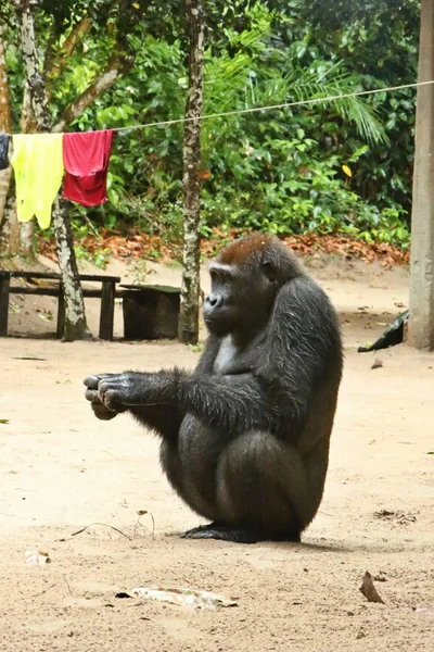 Yeşil otlak, gümüş sırtlı erkek, goril beringei, nadir Afrika hayvan nesli tehlike altında olan Doğu goril. 
