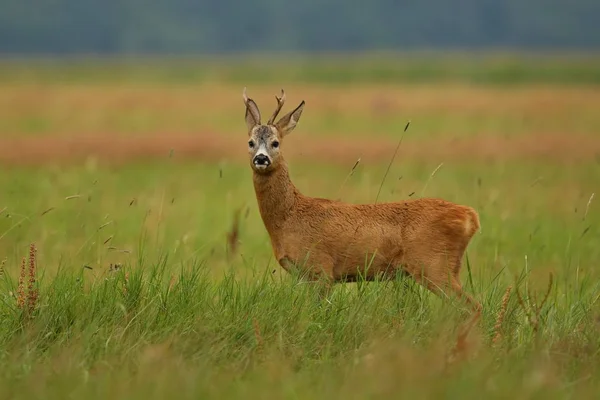 Fawn no campo verde — Fotografia de Stock