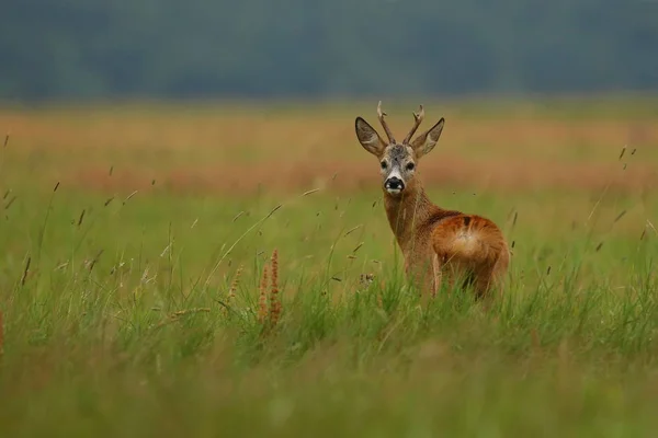 小鹿在绿色领域 — 图库照片