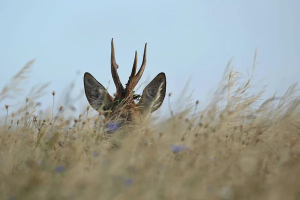 Veado no campo de trigo — Fotografia de Stock