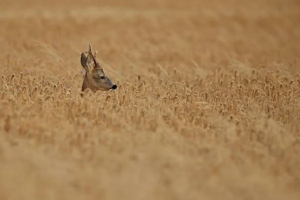 Deer on wheat field — Stock Photo, Image