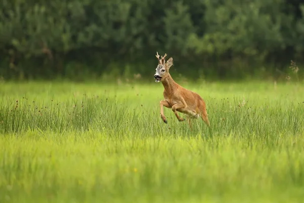 Fawn no campo verde — Fotografia de Stock