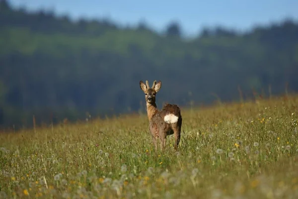 Fawn en el campo verde a la luz del sol —  Fotos de Stock