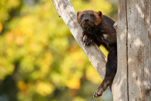 Wolverine en el tronco del árbol — Foto de Stock
