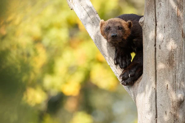 Wolverine no tronco da árvore — Fotografia de Stock