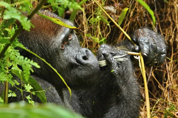 Ohrožené Gorila Východní Zelené Louky Silverback Muž Gorilla Beringei Vzácných — Stock fotografie