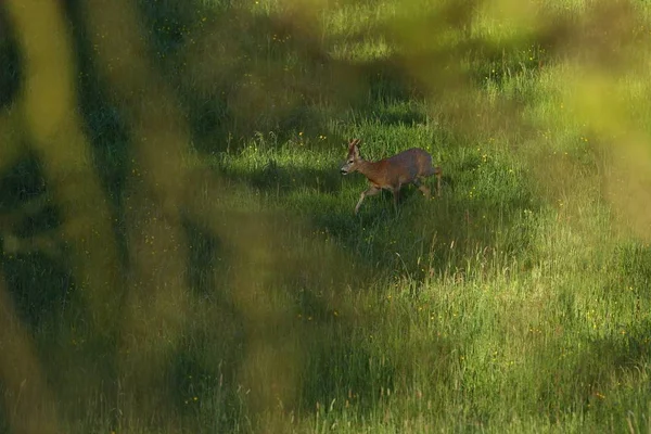 Fawn in groene veld in zonlicht — Stockfoto