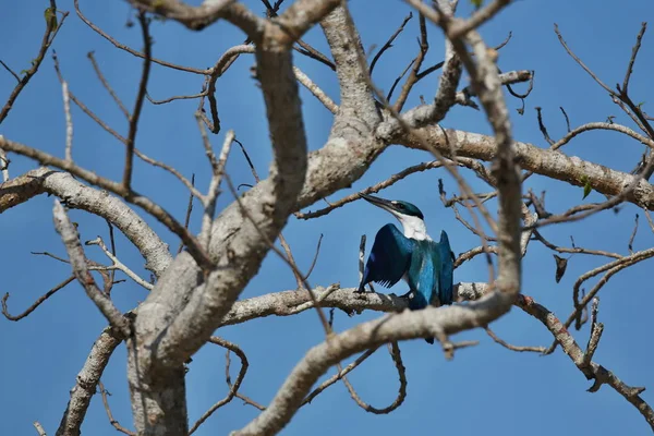 Πουλί κάθεται στο κλαδί δέντρου — Φωτογραφία Αρχείου