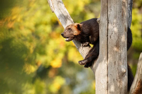 Wolverine en el tronco del árbol — Foto de Stock