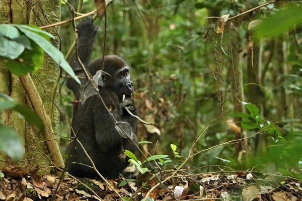Gorila Oriental Peligro Extinción Belleza Selva Africana Dorso Plateado Familia — Foto de Stock
