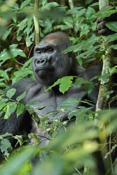 Gorila Oriental Perigo Nas Pastagens Verdes Macho Prateado Gorila Beringei — Fotografia de Stock
