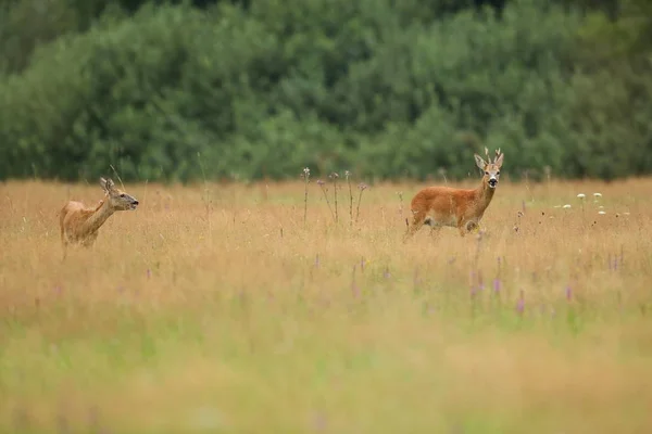 Jongen op groene veld — Stockfoto