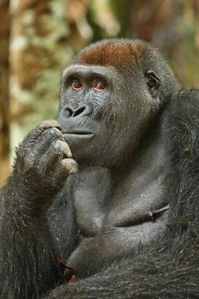Gefährdeter Östlicher Gorilla Auf Dem Grünen Grasland Silberrücken Männchen Gorilla — Stockfoto