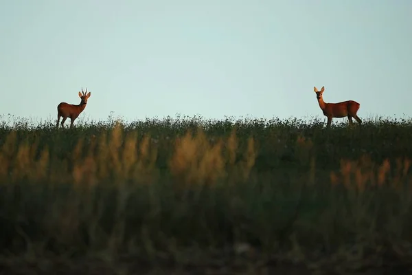 夕阳绿田鹿 — 图库照片