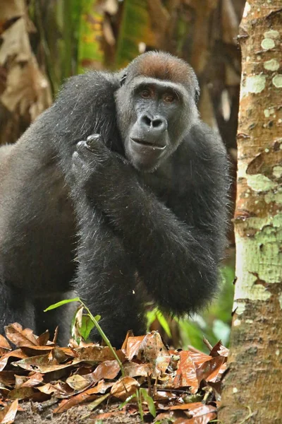 Ohrožené Gorila Východní Zelené Louky Silverback Muž Gorilla Beringei Vzácných — Stock fotografie
