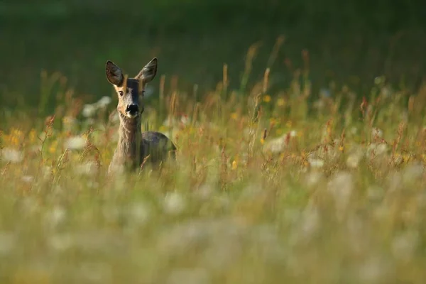 Fawn no campo verde à luz do sol — Fotografia de Stock