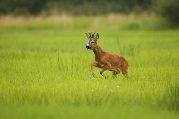 Fawn no campo verde — Fotografia de Stock