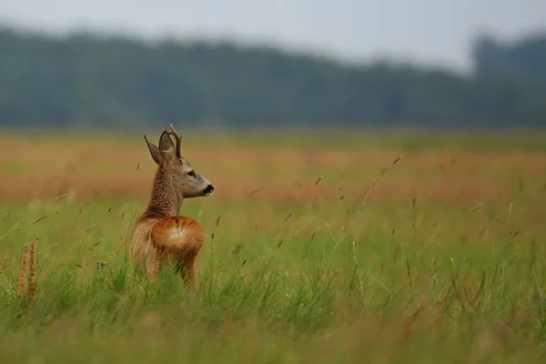 Fawn no campo verde — Fotografia de Stock